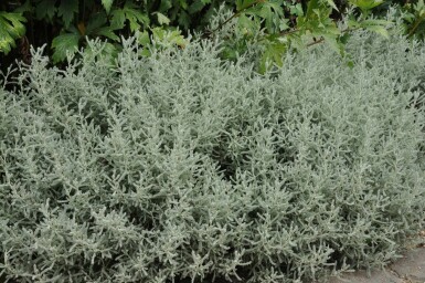 Almindelig cypresurt Santolina chamaecyparissus 5-10 potte P9
