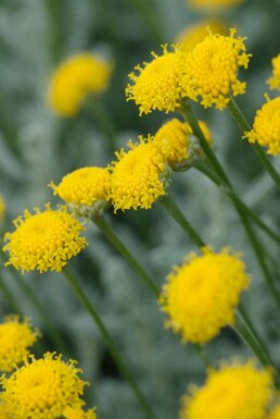 Almindelig cypresurt Santolina chamaecyparissus 5-10 potte P9 Santolina chamaecyparissus