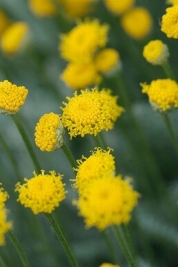 Almindelig cypresurt Santolina chamaecyparissus 5-10 potte P9 Santolina chamaecyparissus