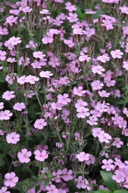 Lav sæbeurt Saponaria ocymoides 5-10 potte P9 Saponaria ocymoides