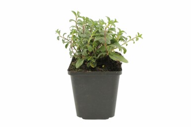 Lav sæbeurt Saponaria ocymoides 5-10 potte P9 Saponaria ocymoides