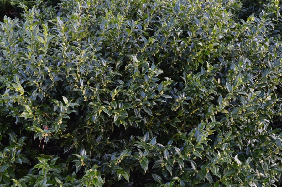 Kødbær Sarcococca confusa busk 15-20 potte P13 Sarcococca confusa busk 15-20 cm