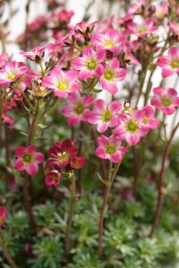 Stenbræk Saxifraga 'Peter Pan' 5-10 potte P9 Saxifraga 'Peter Pan'