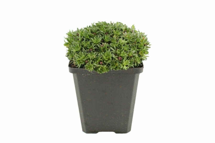 Stenbræk Saxifraga 'Peter Pan' 5-10 potte P9 Saxifraga 'Peter Pan'