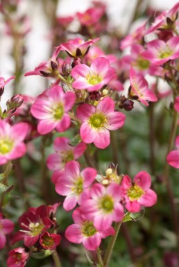 Stenbræk Saxifraga 'Peter Pan' 5-10 potte P9