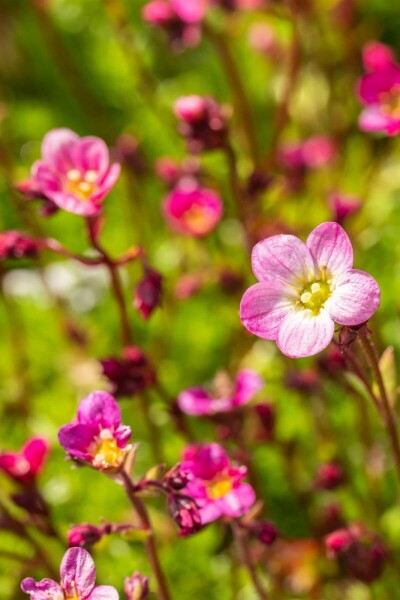 Allemandsstenbræk Saxifraga × arendsii 'Blütenteppich' 5-10 potte P9 Saxifraga × arendsii 'Blütenteppich'