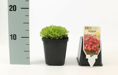 Allemandsstenbræk Saxifraga × arendsii 'Blütenteppich' 5-10 potte P9 Saxifraga × arendsii 'Blütenteppich'