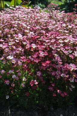Allemandsstenbræk Saxifraga × arendsii 'Purpurteppich' 5-10 potte P9 Saxifraga × arendsii 'Purpurteppich'