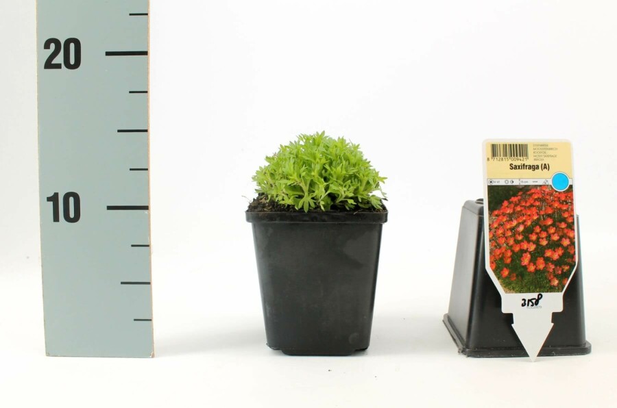 Allemandsstenbræk Saxifraga × arendsii 'Purpurteppich' 5-10 potte P9 Saxifraga × arendsii 'Purpurteppich'