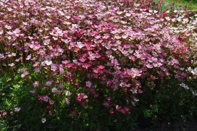 Allemandsstenbræk Saxifraga × arendsii 'Purpurteppich' 5-10 potte P9 Saxifraga × arendsii 'Purpurteppich'