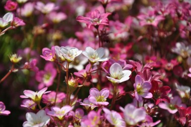 Allemandsstenbræk Saxifraga × arendsii 'Purpurteppich' 5-10 potte P9 Saxifraga × arendsii 'Purpurteppich'
