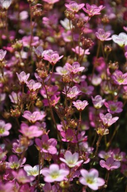 Allemandsstenbræk Saxifraga × arendsii 'Purpurteppich' 5-10 potte P9 Saxifraga × arendsii 'Purpurteppich'