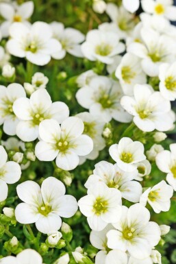 Allemandsstenbræk Saxifraga × arendsii 'Schneeteppich' 5-10 potte P9 Saxifraga × arendsii 'Schneeteppich'