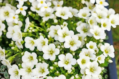 Allemandsstenbræk Saxifraga × arendsii 'Schneeteppich' 5-10 potte P9 Saxifraga × arendsii 'Schneeteppich'