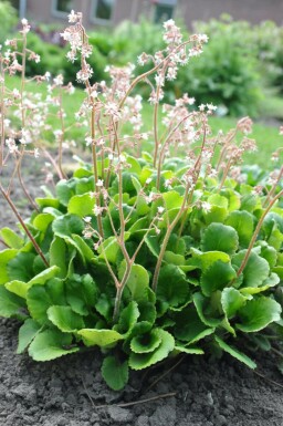 Tæt porcelænsblomst Saxifraga × urbium 5-10 potte P9 Saxifraga × urbium