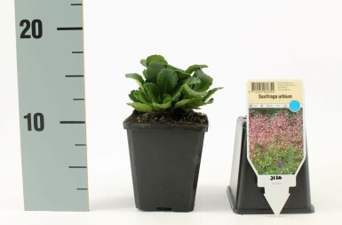 Tæt porcelænsblomst Saxifraga × urbium 5-10 potte P9 Saxifraga × urbium