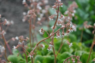 Tæt porcelænsblomst Saxifraga × urbium 5-10 potte P9 Saxifraga × urbium