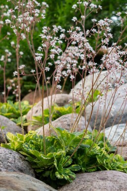 Tæt porcelænsblomst Saxifraga × urbium 'Variegata' 5-10 potte P9 Saxifraga × urbium 'Variegata'