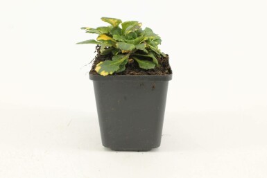 Tæt porcelænsblomst Saxifraga × urbium 'Variegata' 5-10 potte P9 Saxifraga × urbium 'Variegata'