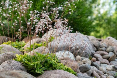Tæt porcelænsblomst Saxifraga × urbium 'Variegata' 5-10 potte P9 Saxifraga × urbium 'Variegata'