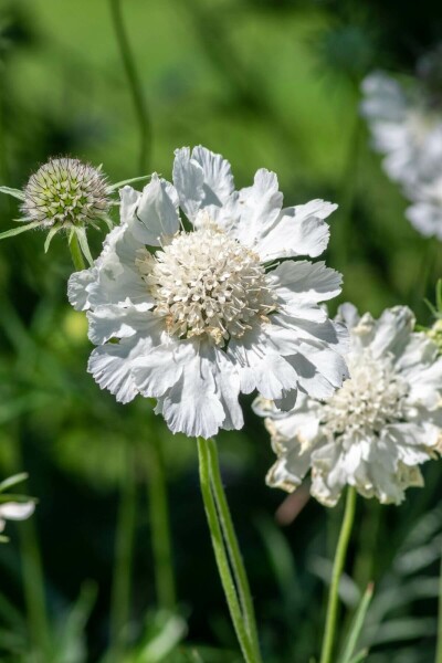 Kaukasisk skabiose Scabiosa caucasica 'Perfecta Alba' 5-10 potte P9 Scabiosa caucasica 'Perfecta Alba'