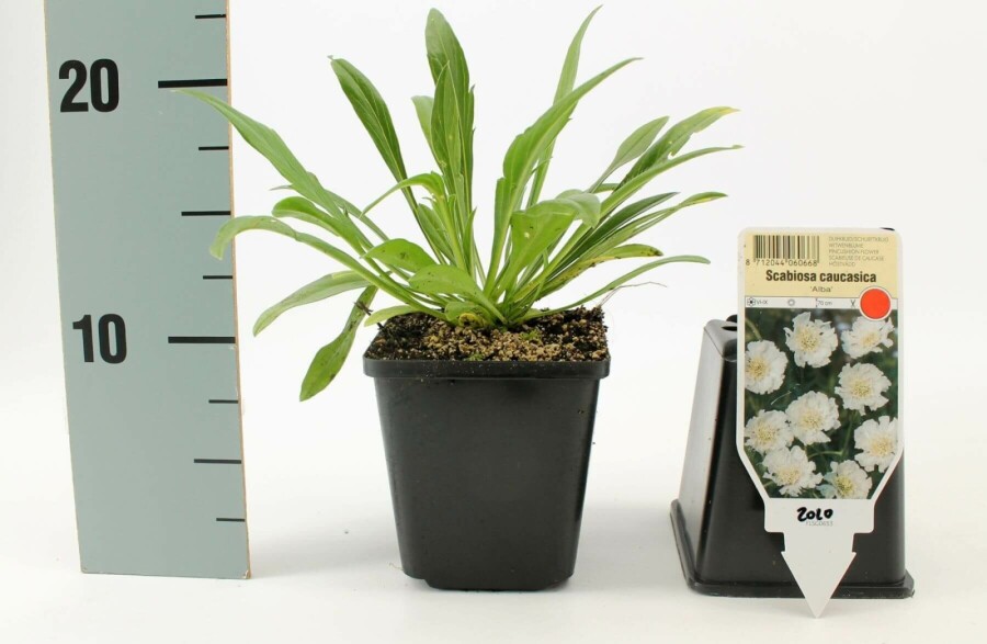 Kaukasisk skabiose Scabiosa caucasica 'Perfecta Alba' 5-10 potte P9 Scabiosa caucasica 'Perfecta Alba'