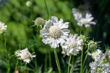 Kaukasisk skabiose Scabiosa caucasica 'Perfecta Alba' 5-10 potte P9 Scabiosa caucasica 'Perfecta Alba'