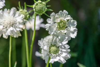 Kaukasisk skabiose Scabiosa caucasica 'Perfecta Alba' 5-10 potte P9 Scabiosa caucasica 'Perfecta Alba'