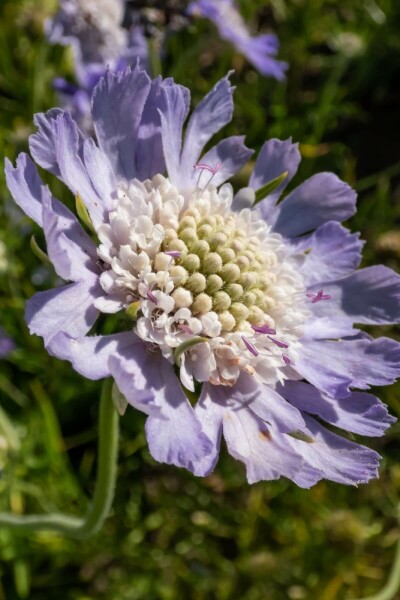 Kaukasisk skabiose Scabiosa caucasica 'Perfecta' 5-10 potte P9 Scabiosa caucasica 'Perfecta'