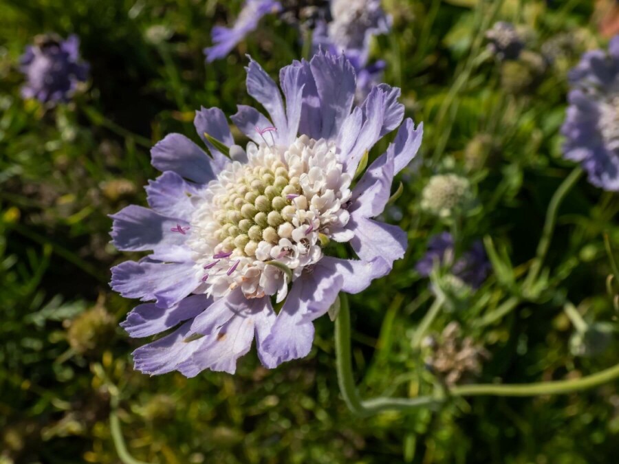 Kaukasisk skabiose Scabiosa caucasica 'Perfecta' 5-10 potte P9 Scabiosa caucasica 'Perfecta'