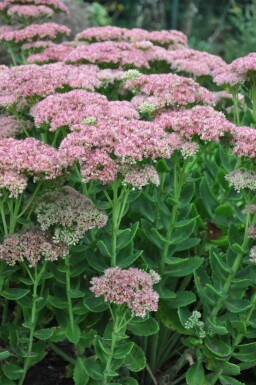 Stenurt Sedum 'Herbstfreude' 5-10 potte P9 Sedum 'Herbstfreude'