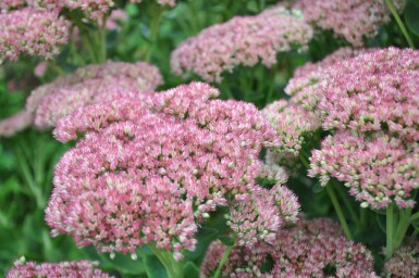Stenurt Sedum 'Herbstfreude' 5-10 potte P9 Sedum 'Herbstfreude'