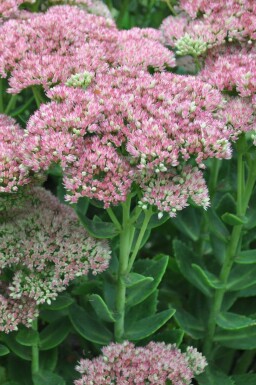 Stenurt Sedum 'Herbstfreude' 5-10 potte P9