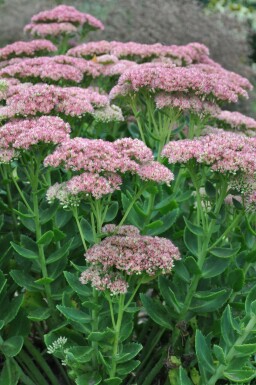 Stenurt Sedum 'Herbstfreude' 5-10 potte P9