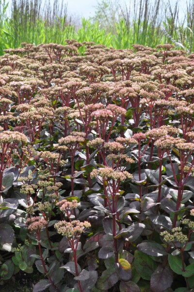 Stenurt Sedum 'Matrona' 5-10 potte P9 Sedum 'Matrona'