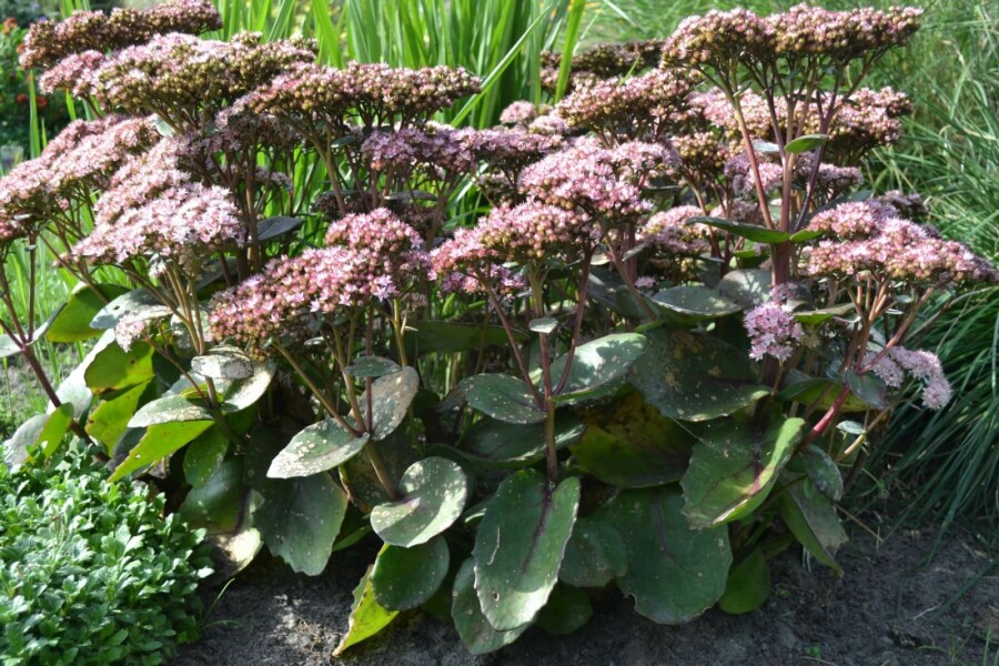 Stenurt Sedum 'Matrona' 5-10 potte P9 Sedum 'Matrona'