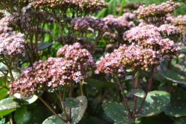 Stenurt Sedum 'Matrona' 5-10 potte P9 Sedum 'Matrona'