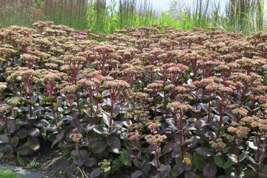 Stenurt Sedum 'Matrona' 5-10 potte P9 Sedum 'Matrona'