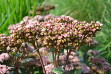 Stenurt Sedum 'Matrona' 5-10 potte P9 Sedum 'Matrona'