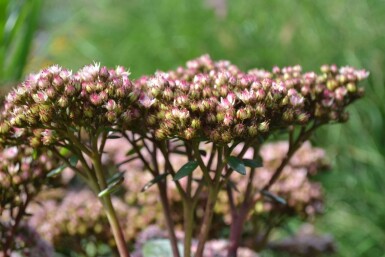 Stenurt Sedum 'Matrona' 5-10 potte P9 Sedum 'Matrona'