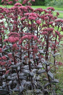 Stenurt Sedum 'Purple Emperor' 5-10 potte P9