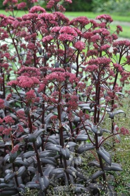 Stenurt Sedum 'Purple Emperor' 5-10 potte P9 Sedum 'Purple Emperor'