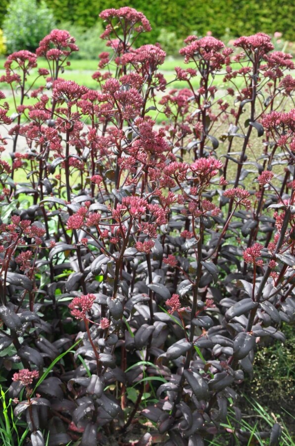 Stenurt Sedum 'Purple Emperor' 5-10 potte P9 Sedum 'Purple Emperor'