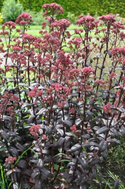 Stenurt Sedum 'Purple Emperor' 5-10 potte P9 Sedum 'Purple Emperor'
