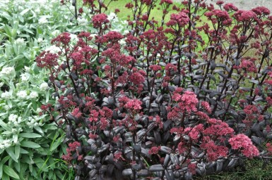 Stenurt Sedum 'Purple Emperor' 5-10 potte P9 Sedum 'Purple Emperor'