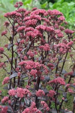 Stenurt Sedum 'Purple Emperor' 5-10 potte P9