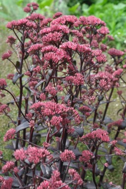 Stenurt Sedum 'Purple Emperor' 5-10 potte P9 Sedum 'Purple Emperor'