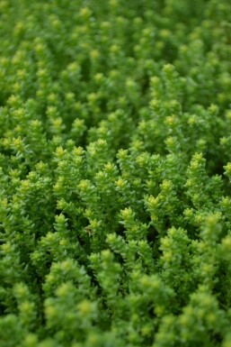 Bidende stenurt Sedum acre 5-10 potte P9 Sedum acre