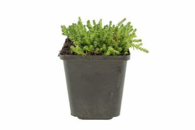 Bidende stenurt Sedum acre 5-10 potte P9 Sedum acre