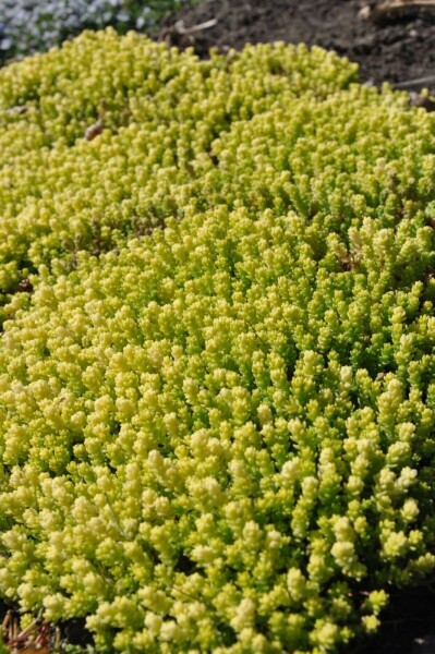 Bidende stenurt Sedum acre 'Yellow Queen' 5-10 potte P9 Sedum acre 'Yellow Queen'